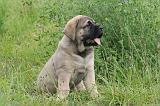 MASTIFF 046